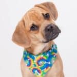 Can a Puggle Be a Service Dog?