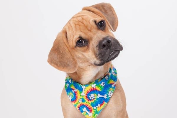 Puggle wearing a tie dye bandana