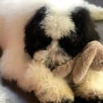 A fuzzy Sheepadoodle puppy chewing on a toy