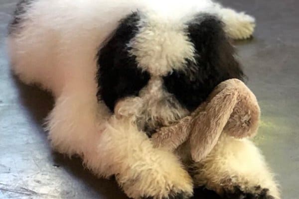 A fuzzy Sheepadoodle puppy chewing on a toy