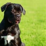 Have a Scaredy Cane Corso? Help your shy (timid) dog