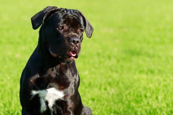 Shy Cane Corso Puppy