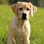 Young yellow Lab in tall grass