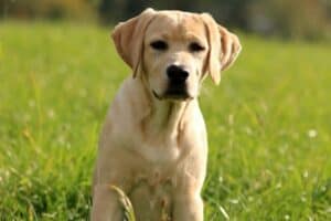 Young yellow Lab in tall grass