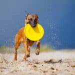 Belgian Malinois on the beach playing Frisbee.