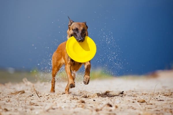 Belgian Malinois on the beach playing Frisbee.