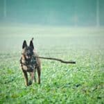 Proper Exercise for a Belgian Malinois