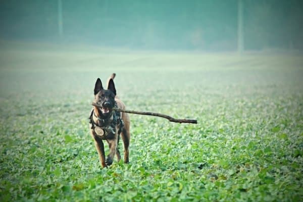 Belgian Malinois running through the mist with a large stick.