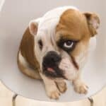 Bulldog sitting in a white plastic chair.