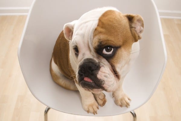 Bulldog sitting in a white plastic chair.