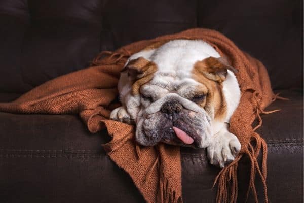 Bulldog Sleeping on Couch