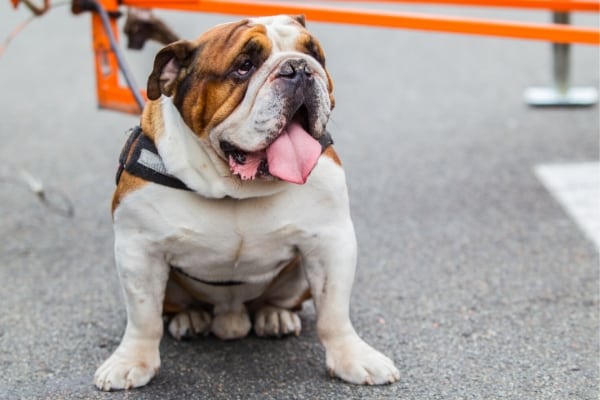 Bulldog with Tongue Hanging Out