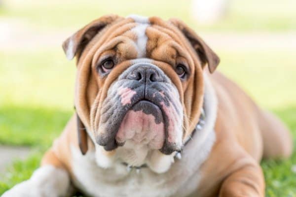 Brown and white English Bulldog lying on green grass.