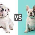 English Bulldog Vs. French Bulldog: Which Is Right for You?