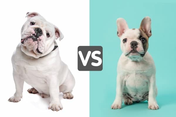 A white English Bulldog with white background and a white and brown French Bulldog with light blue background.