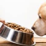 Yellow Labrador being offered bowl of dog food.