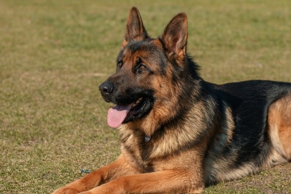 German Shepherd lying down on lawn with an attentive expression.