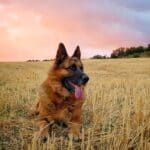 German Shepherd relaxing in a field at sunset.