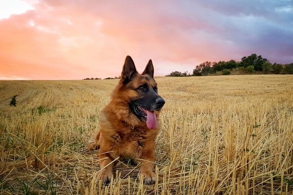 German Shepherd relaxing in a field at sunset.