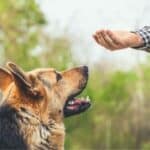 German Shepherd focusing on human hand while training.