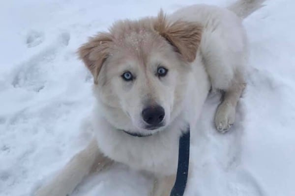 Goberian Puppy in Snow