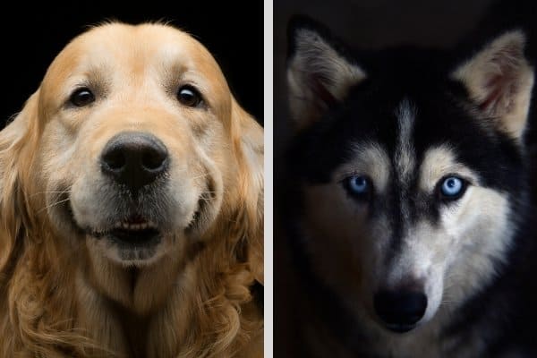 Head shot of Golden Retriever on the left beside head shot of Siberian Husky on the right.