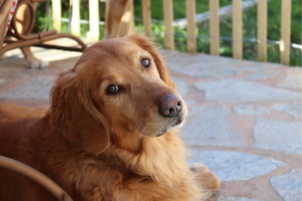 Golden Retriever resting on outdoor patio.