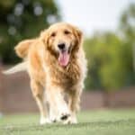 Front view of happy, panting Golden Retriever walking outside.
