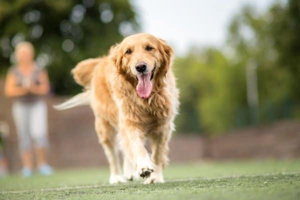 Front view of happy, panting Golden Retriever walking outside.