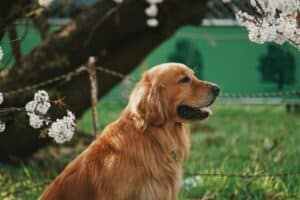 Golden Retriever sitting outside with several flower blossoms surrounding him.