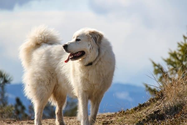 Great Pyrenees dog with glimpse of mountains in the background.