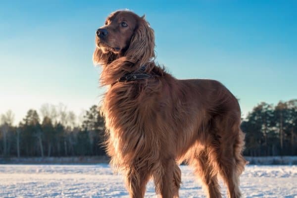 Irish Setter standing in a snow-covered field.