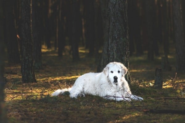 Kuvasz resting in a dark forest.