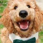 Golden-colored Labradoodle wearing a green bow tie.