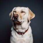 Labrador with Eyes Closed