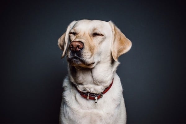 Labrador with Eyes Closed