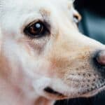 Labrador with Pink Nose