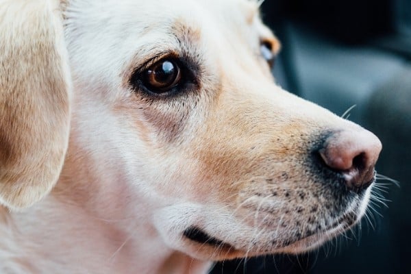 do labradors noses change color