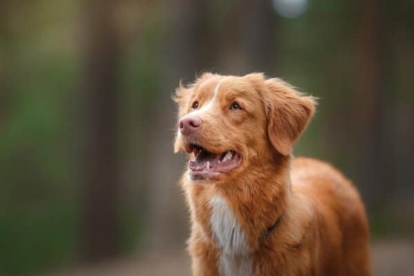 Nova Scotia Duck Tolling Retriever standing outside with a look of concentration on his face.