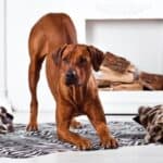Rhodesian Ridgeback in a playful stance in front of white fireplace.