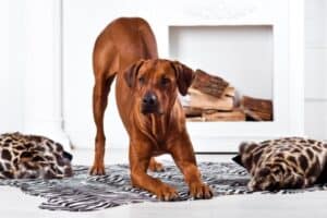 Rhodesian Ridgeback in a playful stance in front of white fireplace.