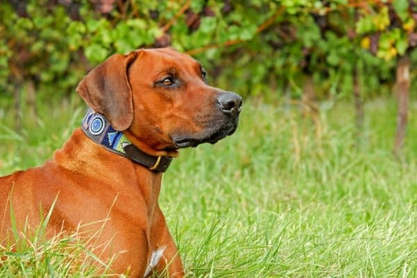 Rhodesian Ridgeback wearing colorful martingale collar lying in tall, green grass.