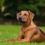 Rhodesian Ridgeback with well defined ridge lying on the grass.