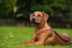 Rhodesian Ridgeback with well defined ridge lying on the grass.