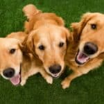 Three Golden Retrievers sitting on grass looking up with happy faces.