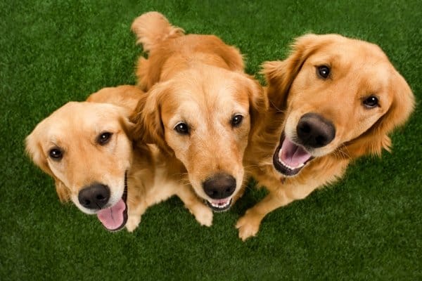 Three Golden Retrievers sitting on grass looking up with happy faces.