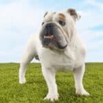 White English Bulldog standing on thick, green grass against a blue sky.
