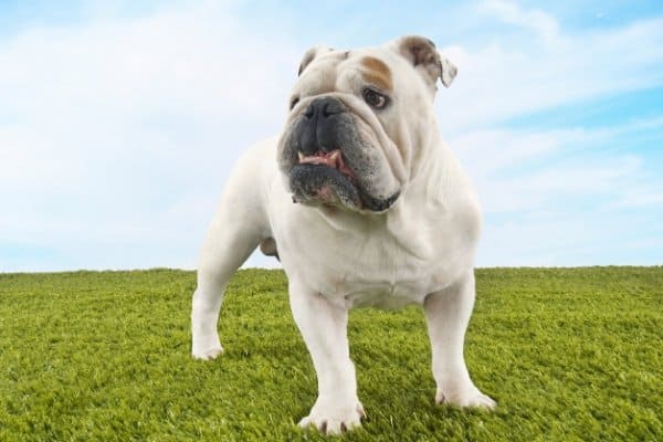 White English Bulldog standing on thick, green grass against a blue sky.