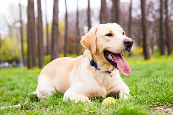 Yellow Labrador Retriever relaxing with his tennis ball with woods in the background.