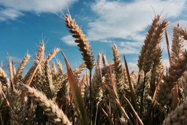 Stalks of wheat against a blue sky with white clouds.